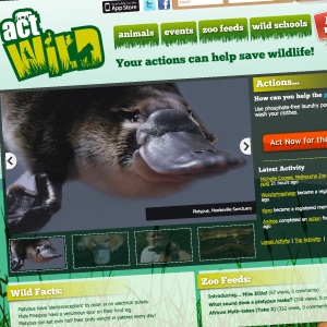 Act wild website design by Moko Creative